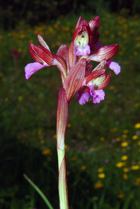 Determinazione orchidea